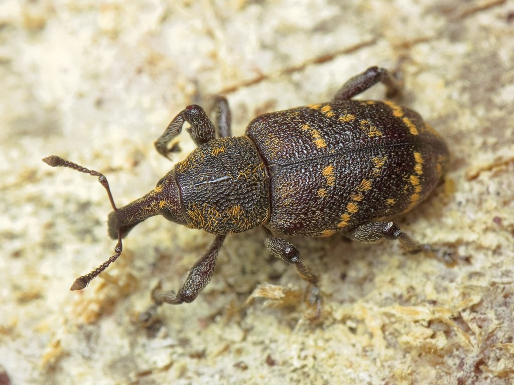 Hylobius abietis (Linnaeus, 1758)